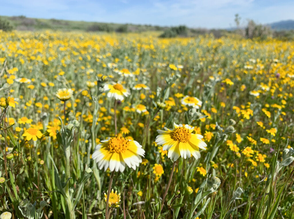 carrizo plain wildflowers