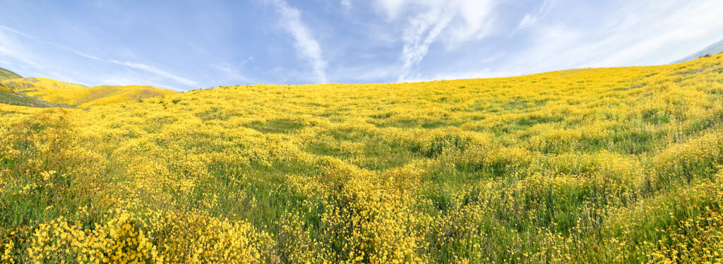 carrizo plain