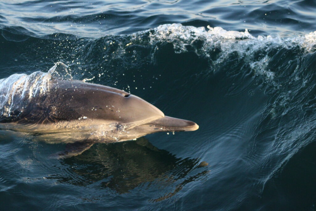 whale watching in santa barbara