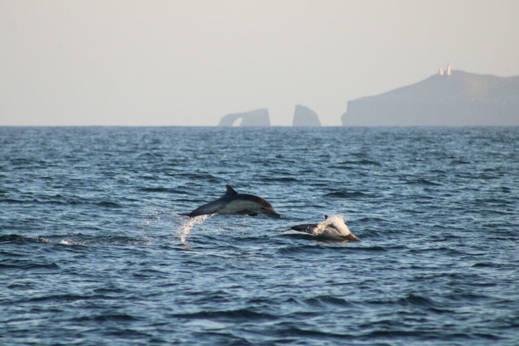 anacapa island weather whale watching in santa barbara common dolphins anacapa