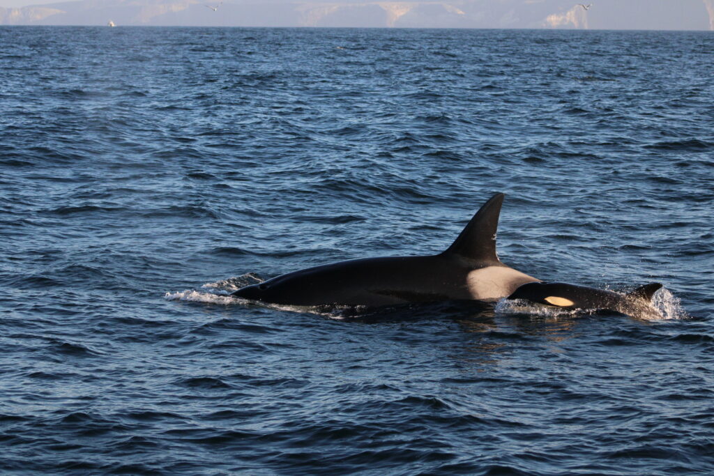 whale watching santa barbara killer whales