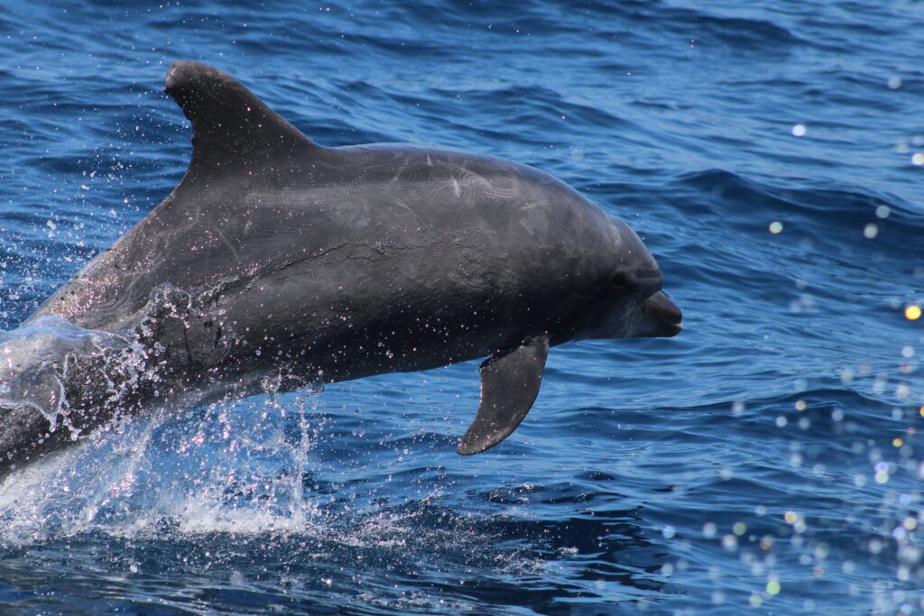 whale watching in santa barbara bottlenose dolphin