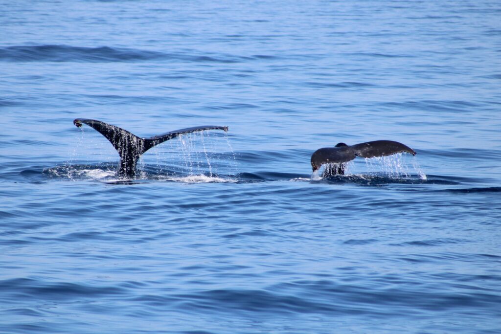 whale watching in santa barbara humpbacks