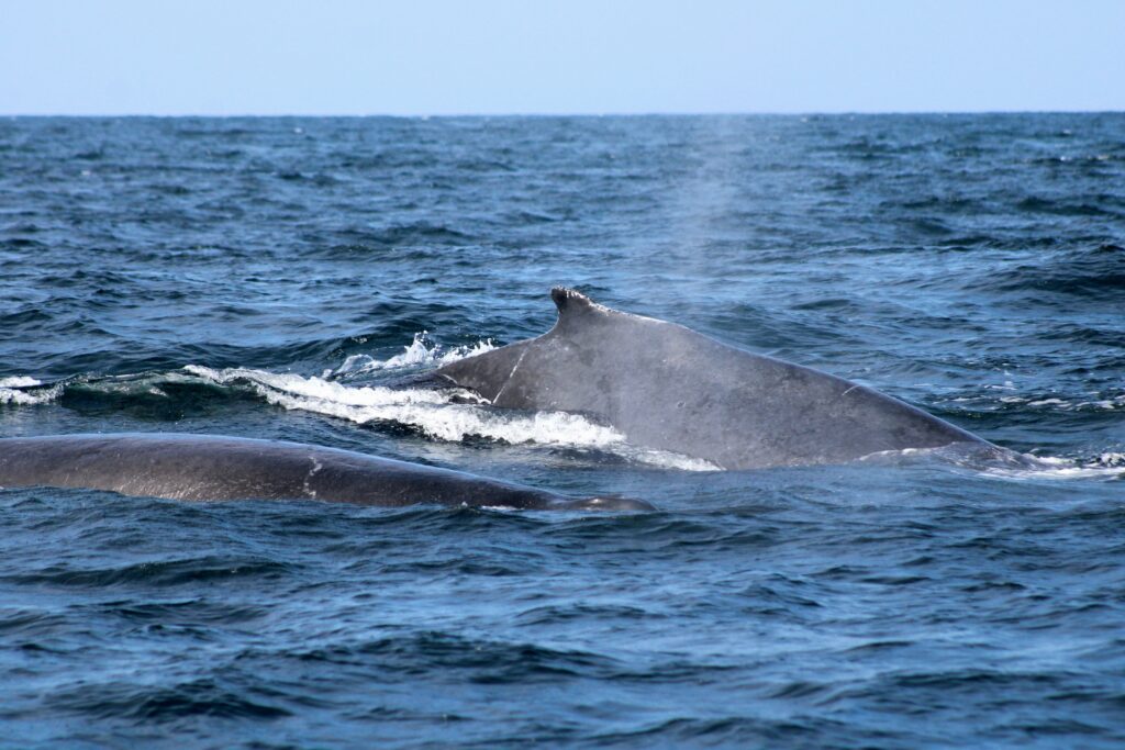 Humpback whales 3 days in santa barbara