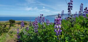 channel islands hikes pelican bay trail