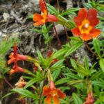 channel islands hikes scorpion cove vs. prisoners harbor santa cruz island monkeyflower