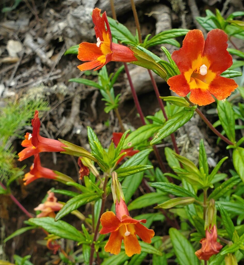 channel islands hikes scorpion cove vs. prisoners harbor santa cruz island monkeyflower