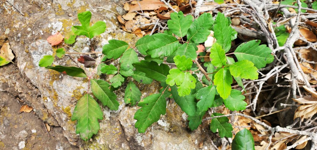 scorpion cove vs. prisoners harbor poison oak