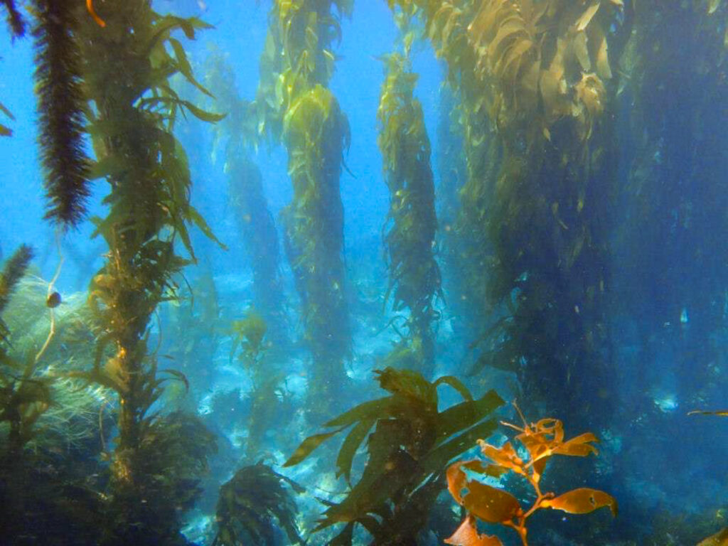 scorpion cove vs. prisoners harbor kelp forest