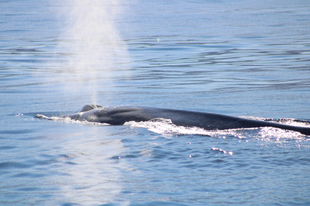 Blue whale watching in santa barbara