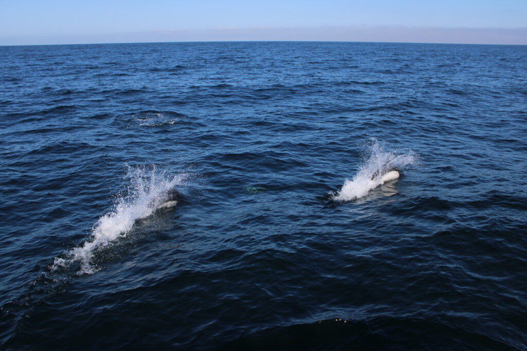 Dall's porpoise Santa Barbara