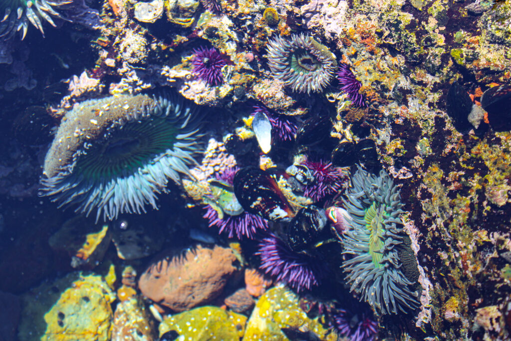 pelican bay trail tidepools