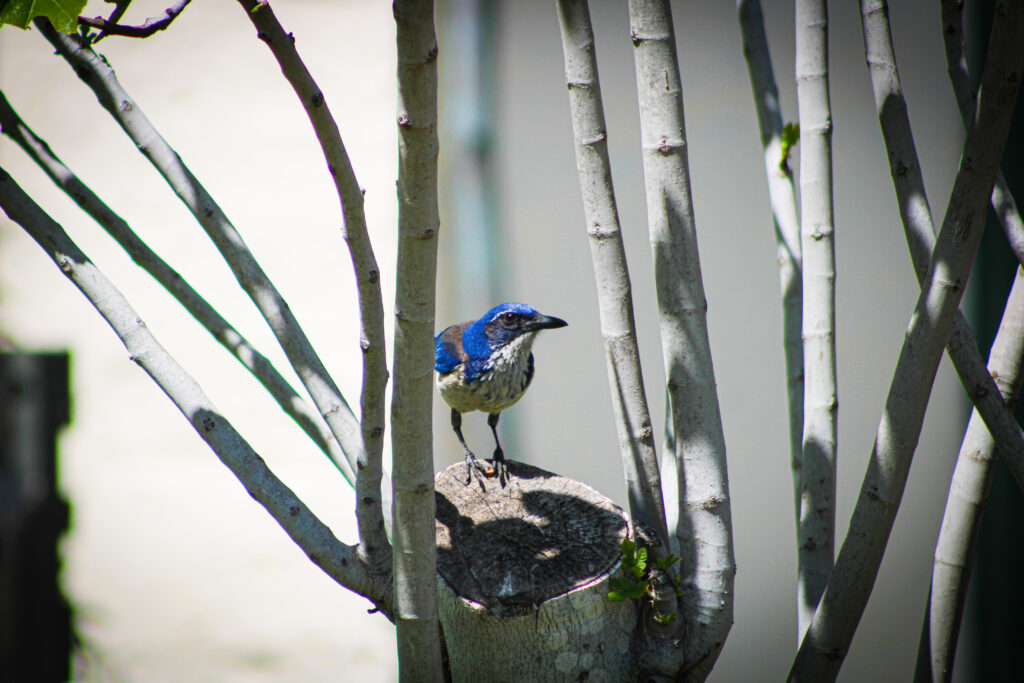 santa cruz island scrub jay