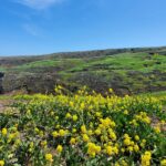 channel islands hiking wild flowers