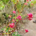 channel islands hikes for wildflowers