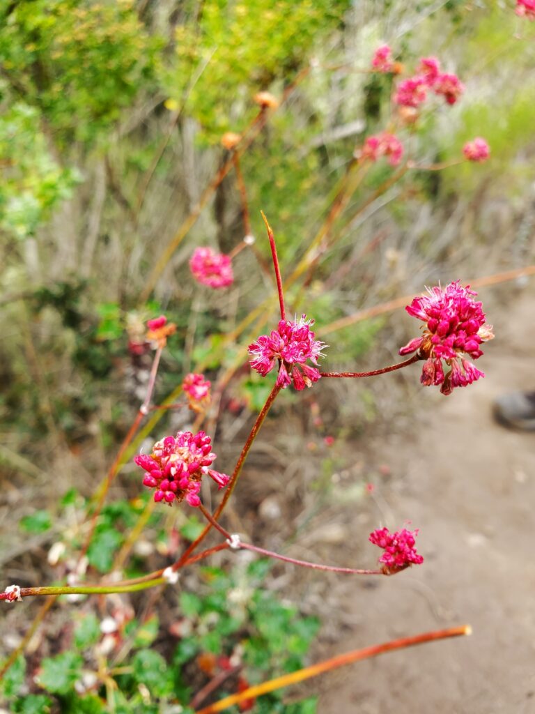 channel islands hikes for wildflowers