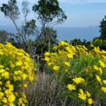 channel islands hikes wildflowers