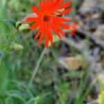 channel islands hiking wild flowers