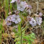 channel islands hikes wildflower