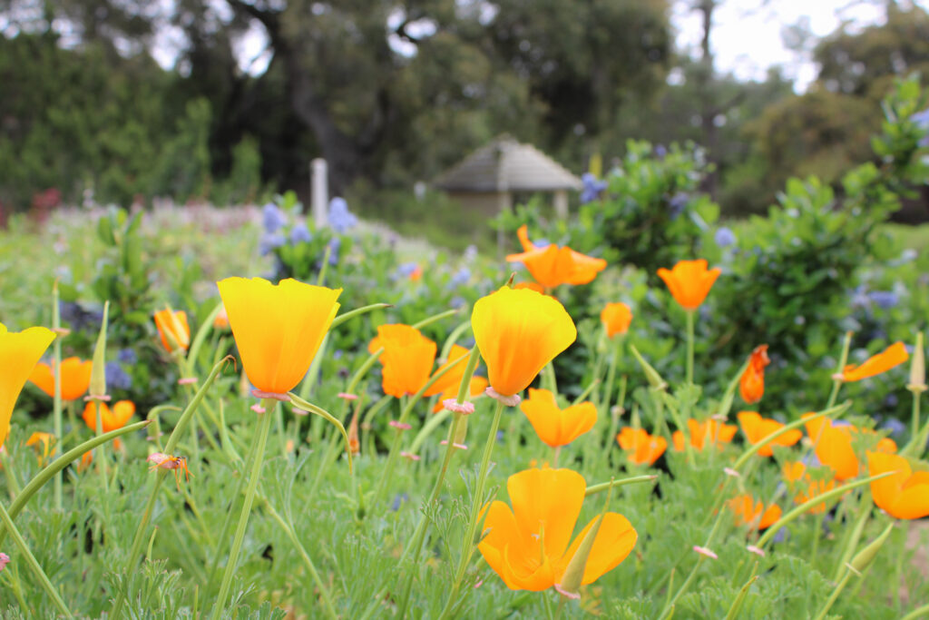 santa barbara botanic garden