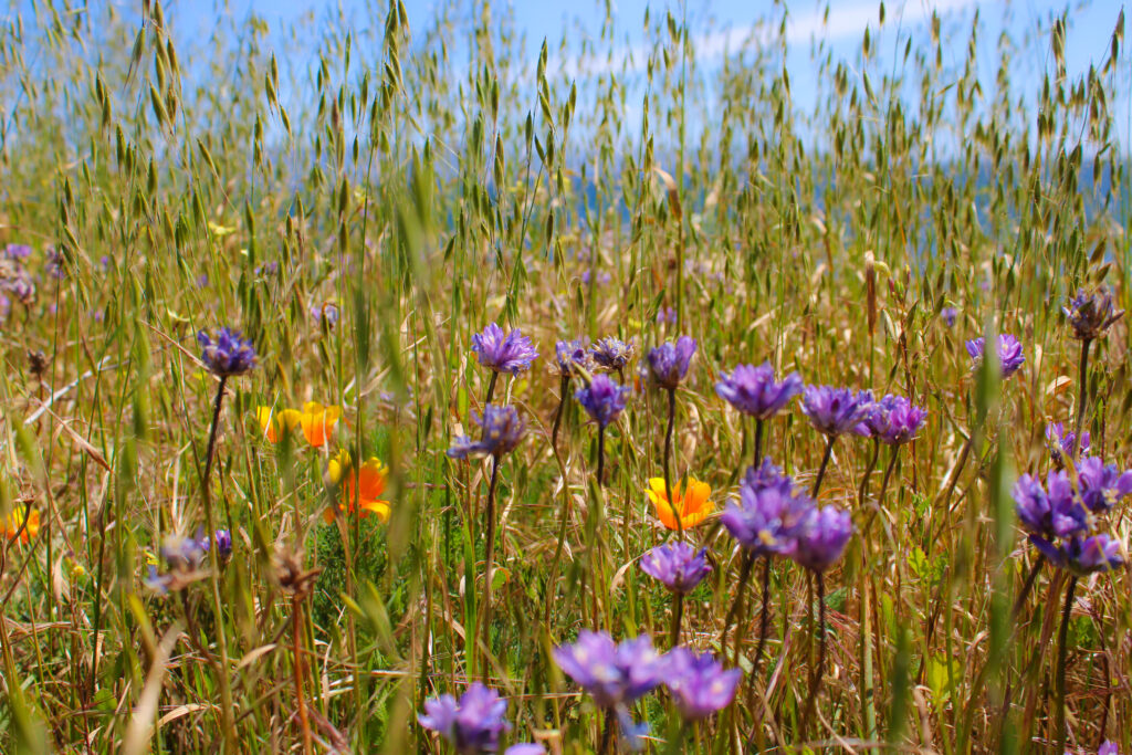 channel islands hikes Bechers bay coastal trail santa rosa island wildflower blooms