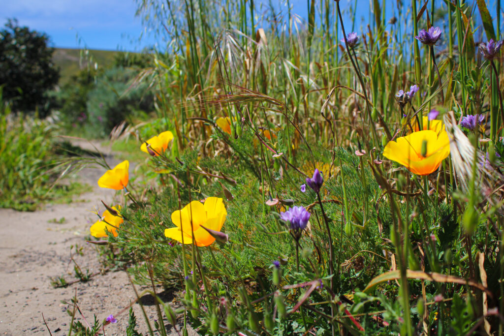 channel islands hikes bechers bay coastal trail wildflowers