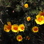 channel islands hikes for wildflower blooms