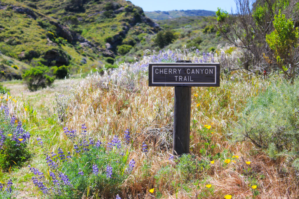 cherry canyon trailhead wildflower blooms