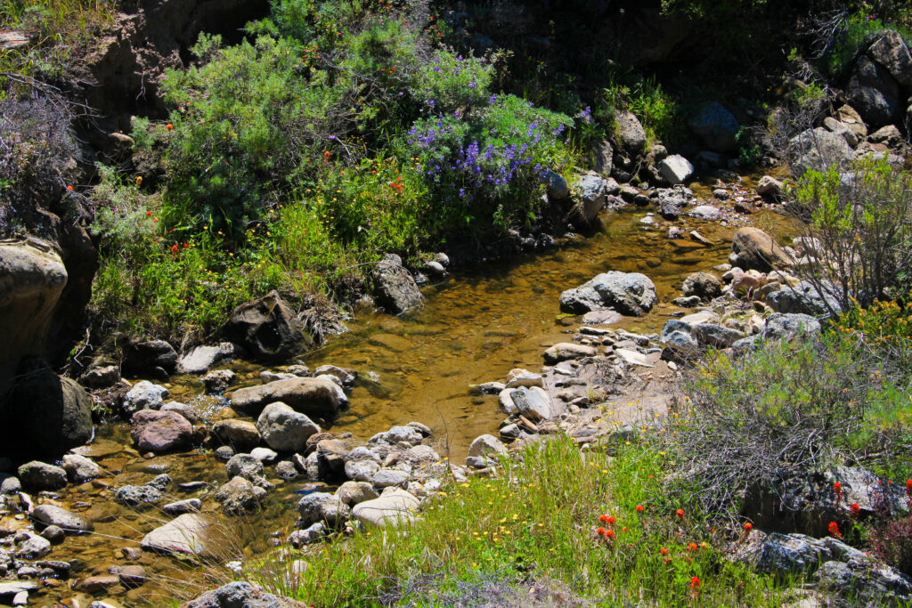 channel islands hikes Cherry Canyon Trail Santa Rosa Island