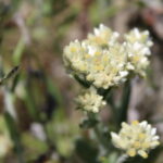 channel islands hikes for wildflower blooms