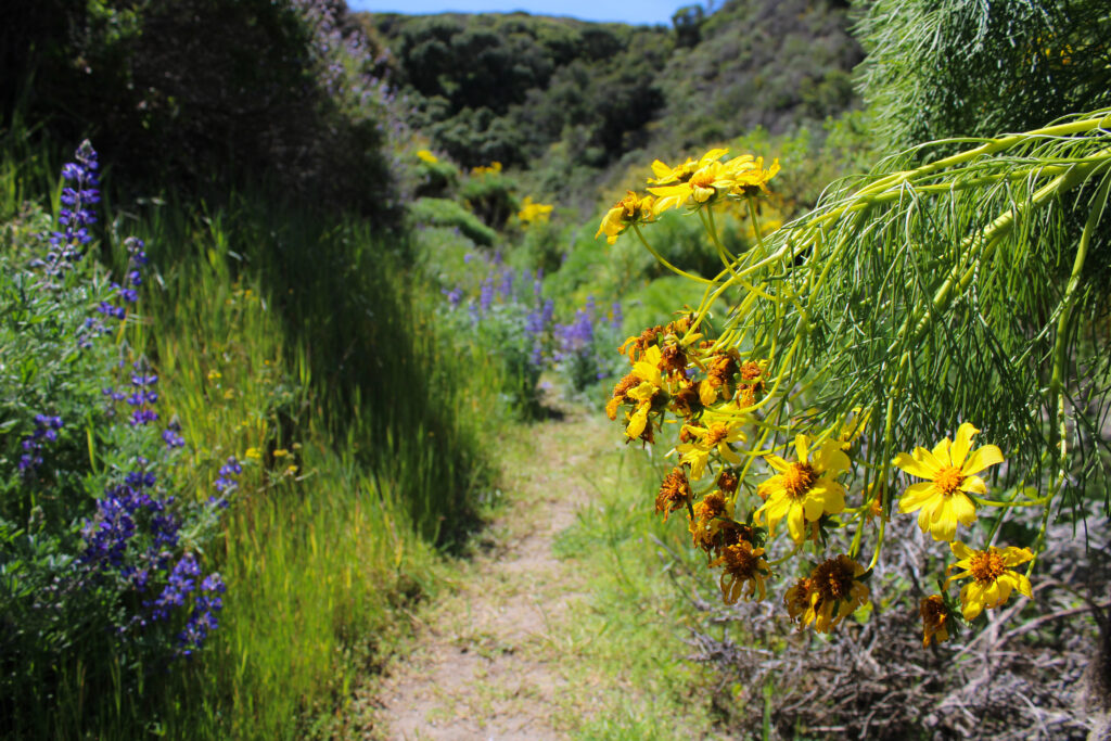 cherry canyon trail santa rosa island wildflower blooms