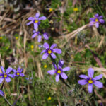 channel islands hikes for wildflower blooms