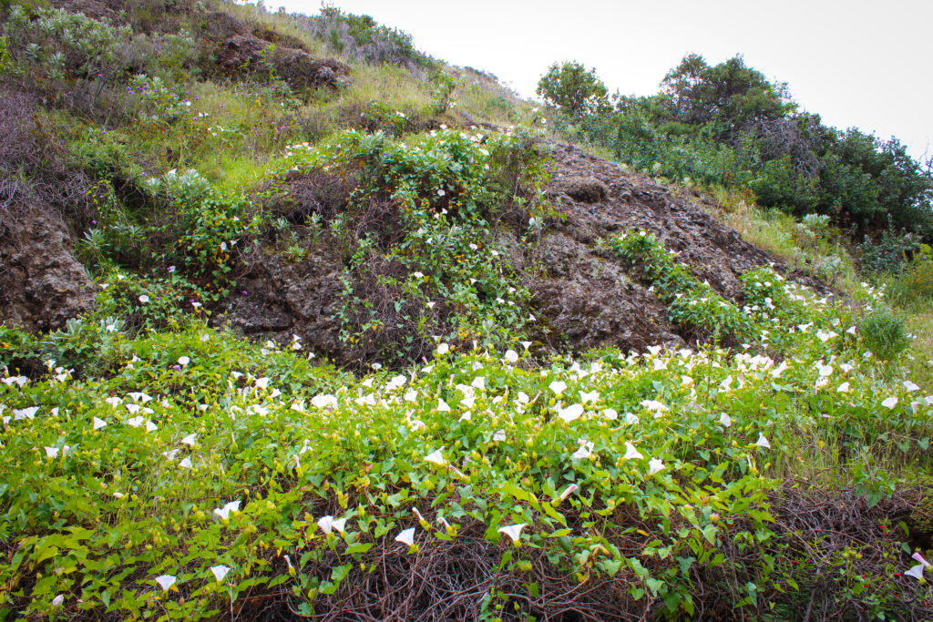 channel islands hikes scorpion canyon