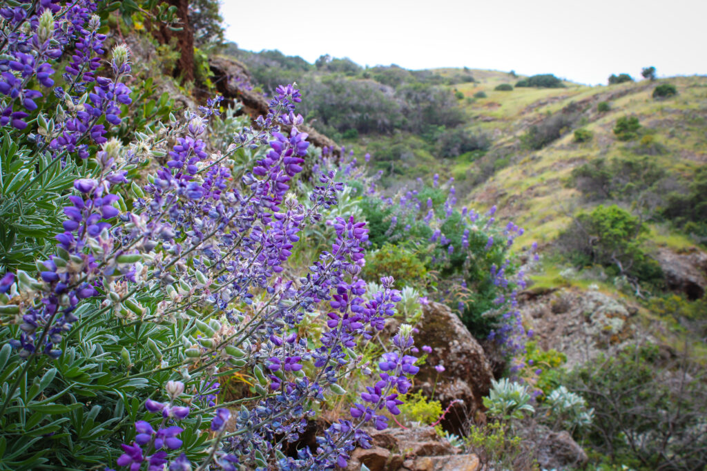 channel islands hikes wildflowers in scorpion canyon