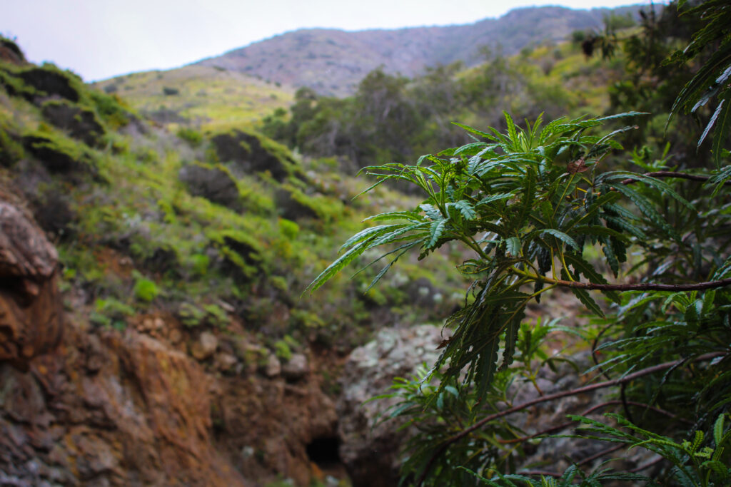 channel islands hikes