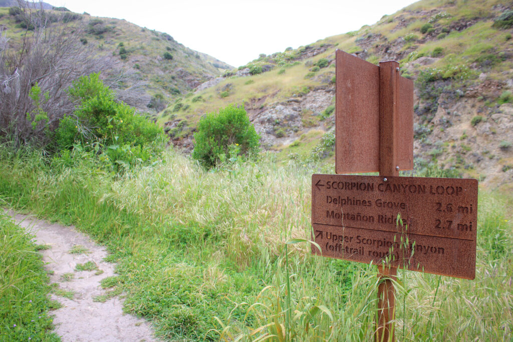 channel islands hikes scorpion canyon