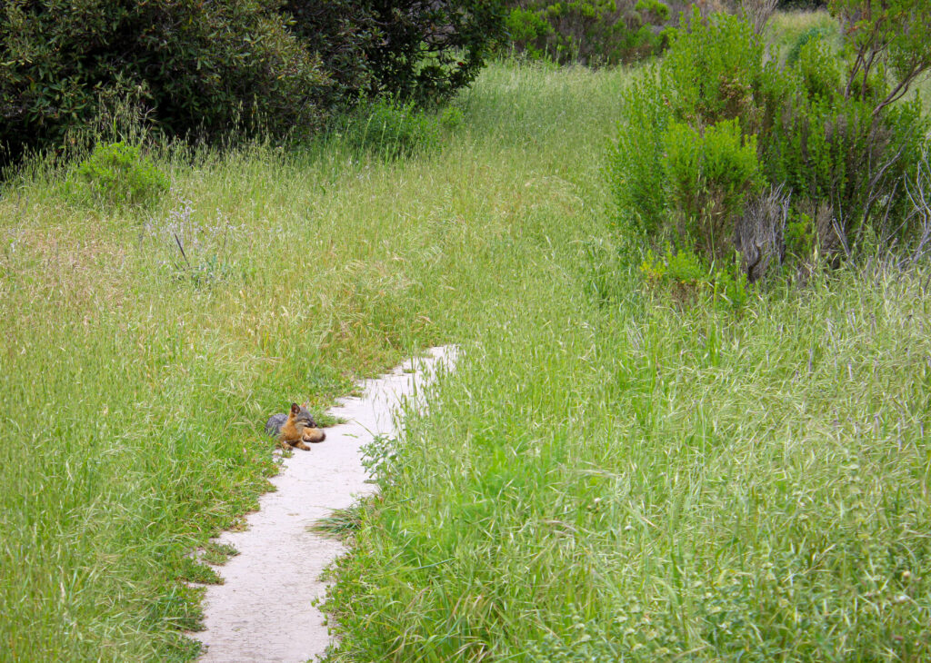 channel island fox scorpion cove