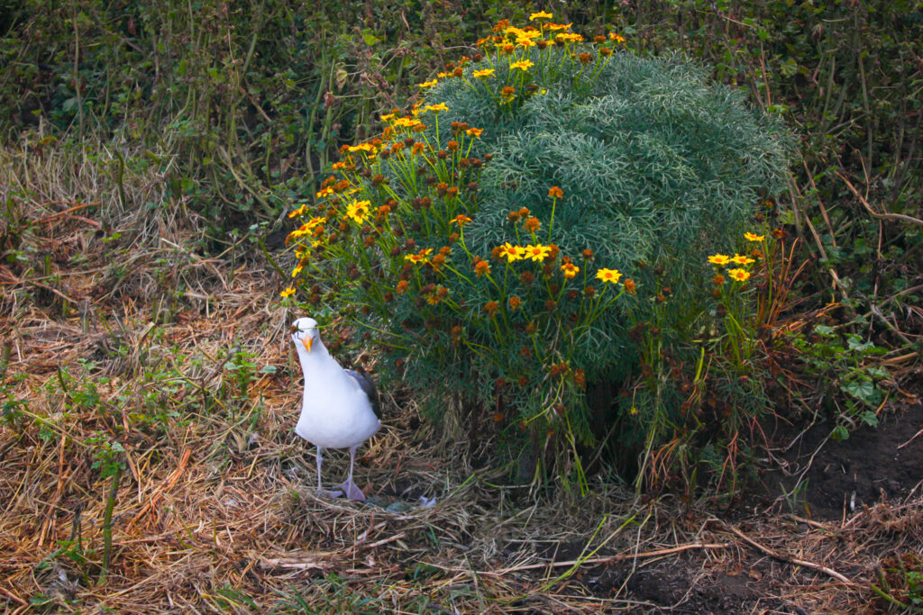 channel islands hikes anacapa