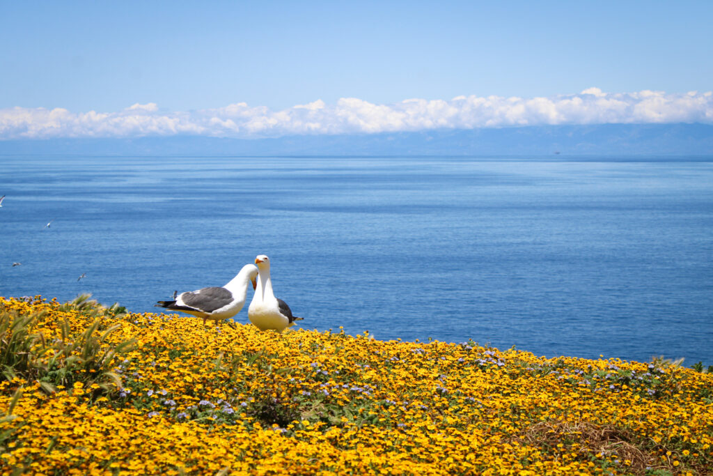 anacapa island wildflowers channel islands hikes