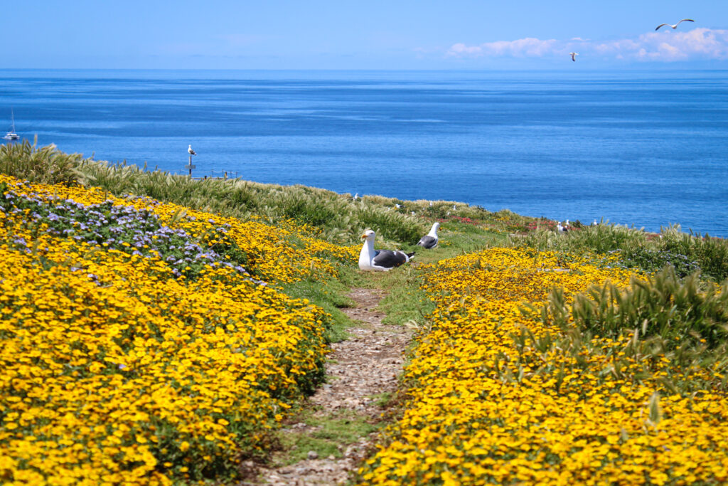 anacapa island weather