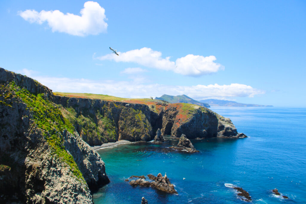 channel islands snorkeling anacapa island