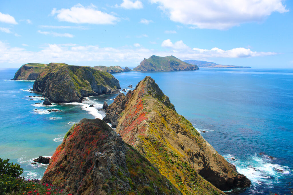 anacapa island wildflowers at inspiration point