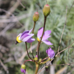 channel islands hikes for wildflower blooms