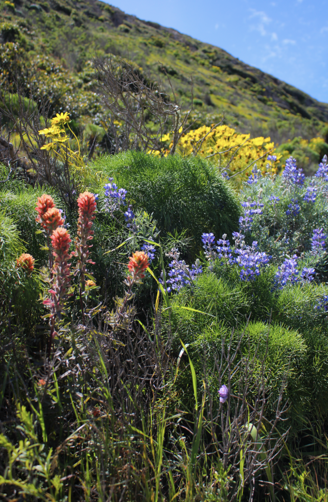 channel islands hikes for wildflower blooms