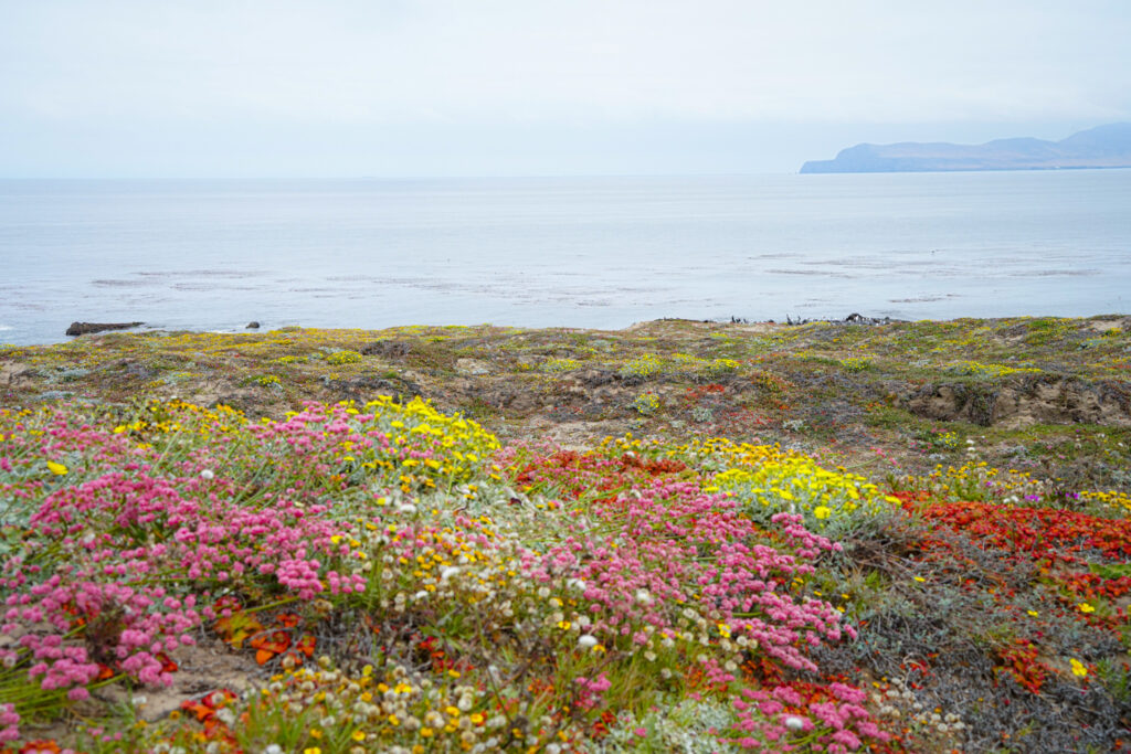 Carrington Point santa rosa island channel islands national park wildflowers