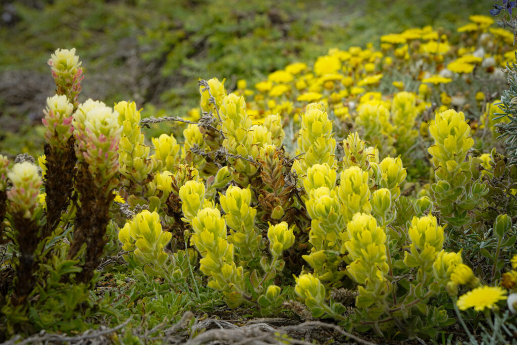 channel islands hikes for wildflower blooms santa rosa island