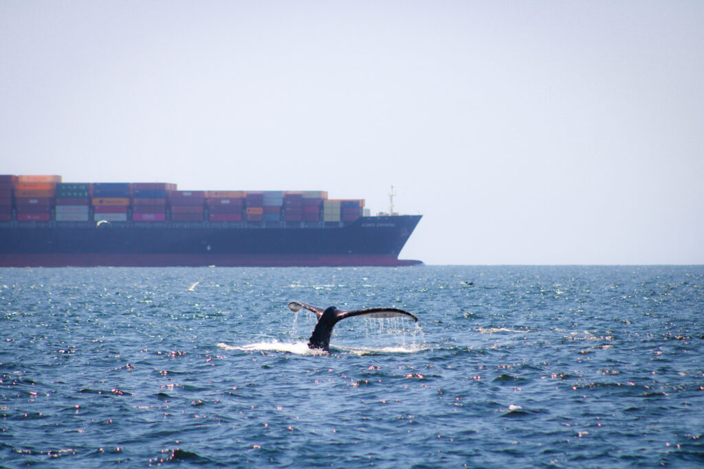 ship strikes container ship and humpback whale Santa Barbara