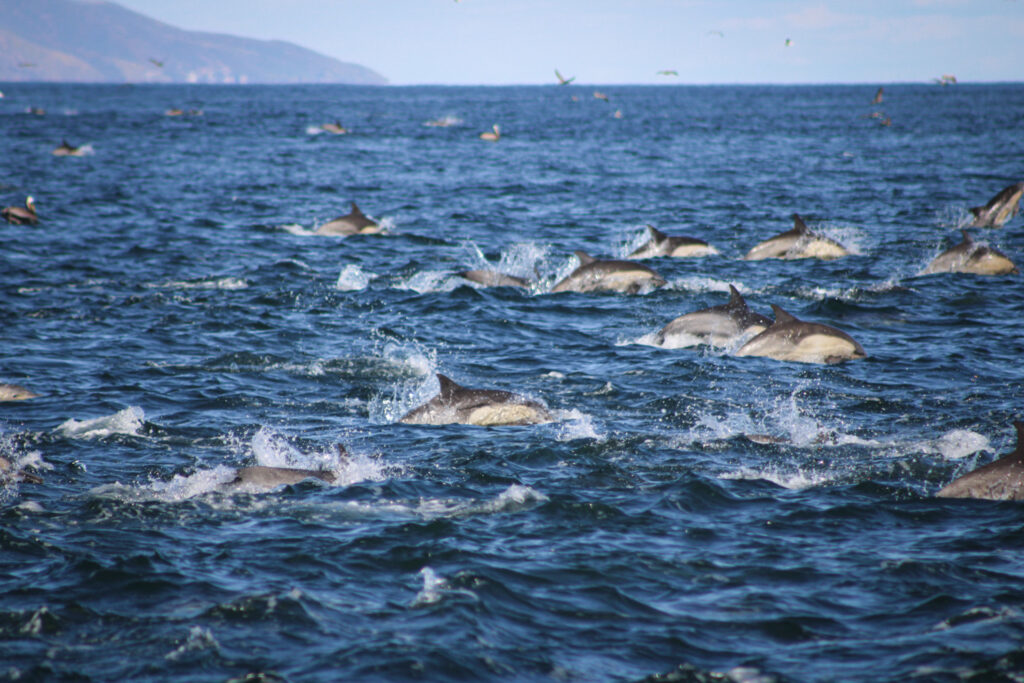 best things to do at scorpion cove