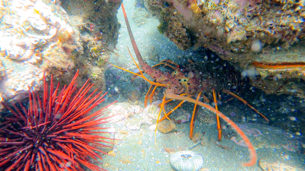 california snorkeling