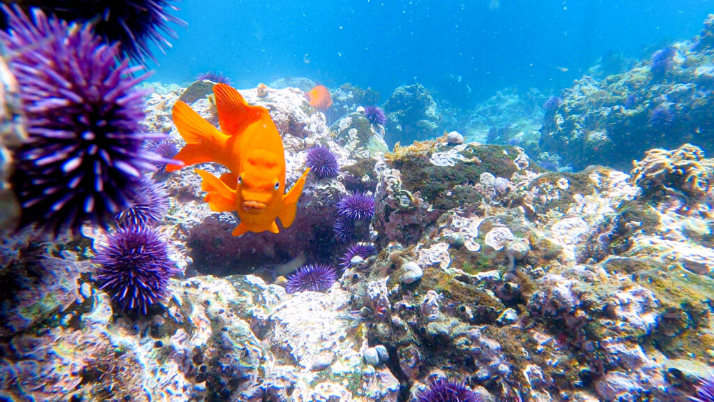 channel islands snorkeling scorpion cove